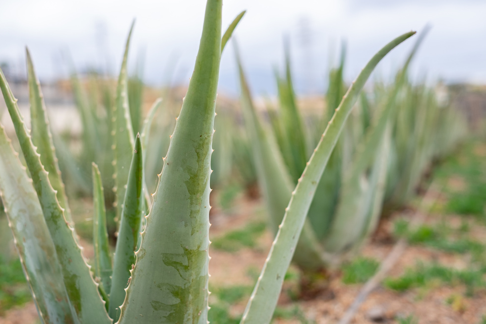 Aloe Vera plantation, close up on fresh leaf of Aloe Vera in farm garden, natural background, sun light, nature green, Aloe Vera Plantation, Aloe Vera for ingredient cosmetics